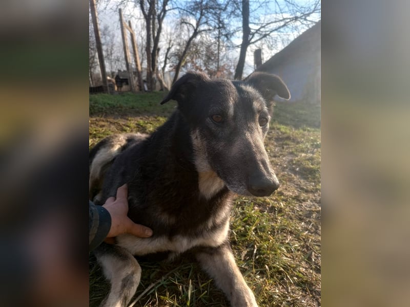 LOLA - hofft auf ihre große Chance