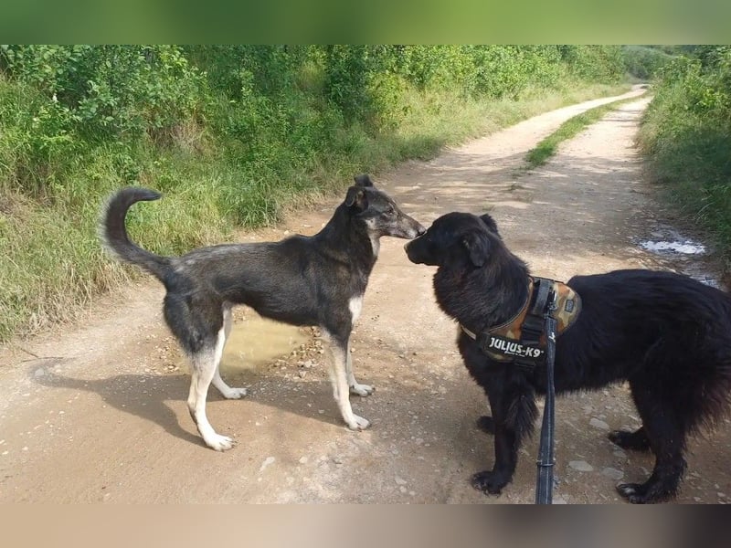 LOLA - hofft auf ihre große Chance