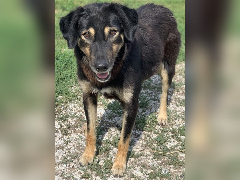 Lavinia, geb. ca. 06/2019, lebt in GRIECHENLAND, im städt. Tierheim Serres