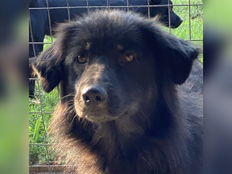 Kayra, geb. ca. 09/2018, lebt in GRIECHENLAND, im städt. Tierheim Serres