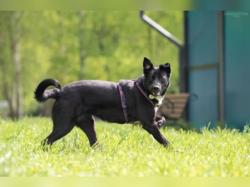 Ruhige Nora sucht warmes Körbchen