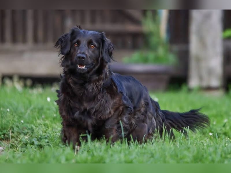 BELA - dieses tolle Mädchen sucht ein liebevolles Für-Immer Zuhause!