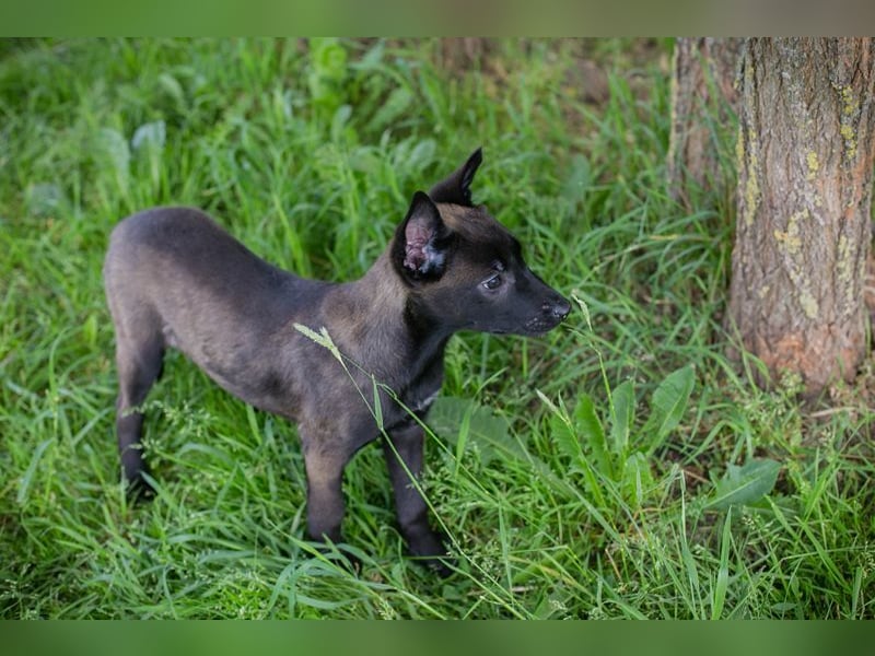 Welpe LENI - die kleine Maus träumt von tollen Abenteuern mit ihren Menschen