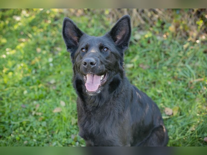 MERIDA - die hübsche schwarze Schönheit möchte deine 4-beinige Begleiterin sein...