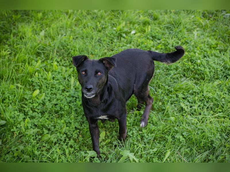 AVA - die freundliche Hündin liebt es, zu Kuscheln und kommt gut mit Artgenossen zurecht