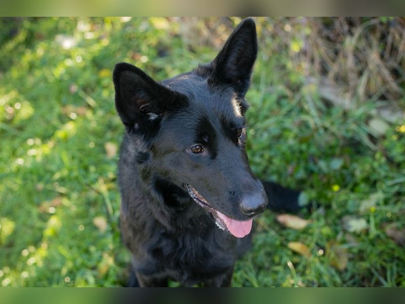 MERIDA - die hübsche schwarze Schönheit möchte deine 4-beinige Begleiterin sein...