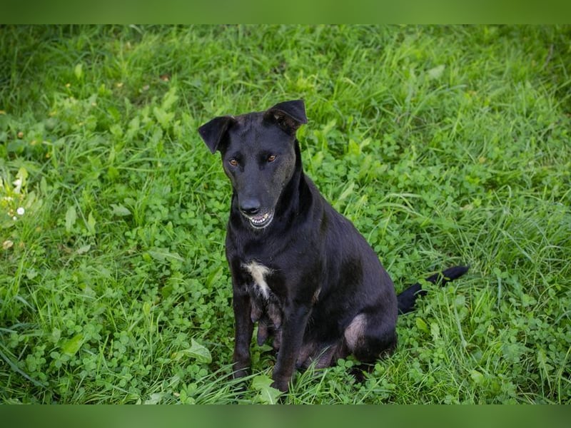 AVA - die freundliche Hündin liebt es, zu Kuscheln und kommt gut mit Artgenossen zurecht