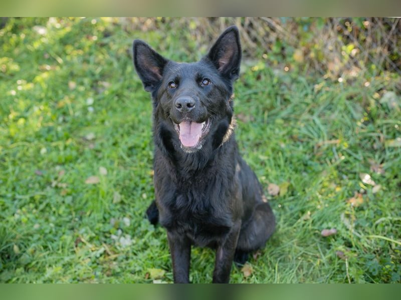 MERIDA - die hübsche schwarze Schönheit möchte deine 4-beinige Begleiterin sein...