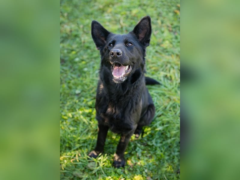 MERIDA - die hübsche schwarze Schönheit möchte deine 4-beinige Begleiterin sein...