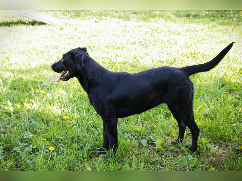 RABEA - die hübsche schwarze Schönheit freut sich auf ein tolles Für-Immer Zuhause