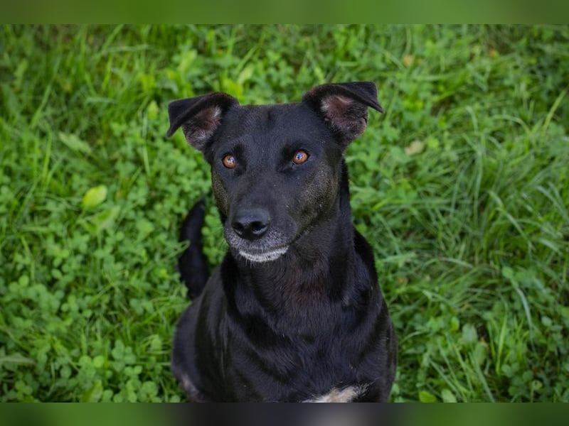 AVA - die freundliche Hündin liebt es, zu Kuscheln und kommt gut mit Artgenossen zurecht