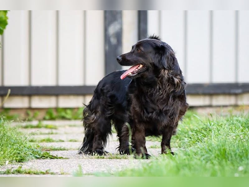 BELA - dieses tolle Mädchen sucht ein liebevolles Für-Immer Zuhause!
