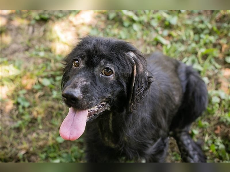 LENI - das liebe Mädchen mag Artgenossen und Menschen und läuft schon toll an der Leine!