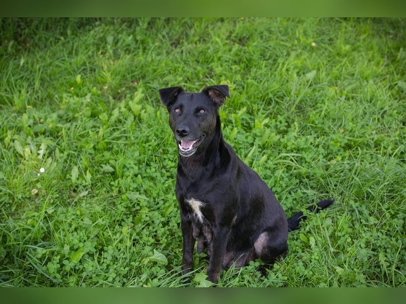 AVA - die freundliche Hündin liebt es, zu Kuscheln und kommt gut mit Artgenossen zurecht
