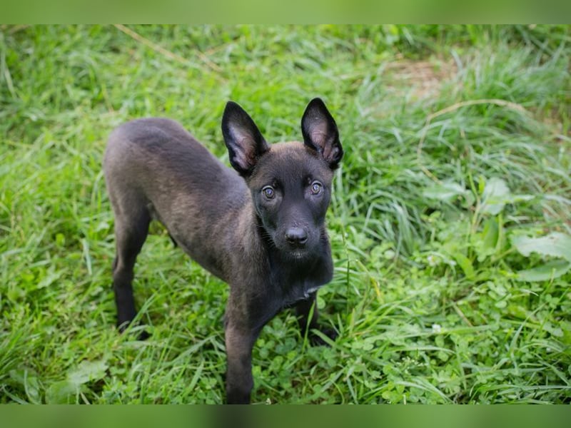 Welpe LENI - die kleine Maus träumt von tollen Abenteuern mit ihren Menschen