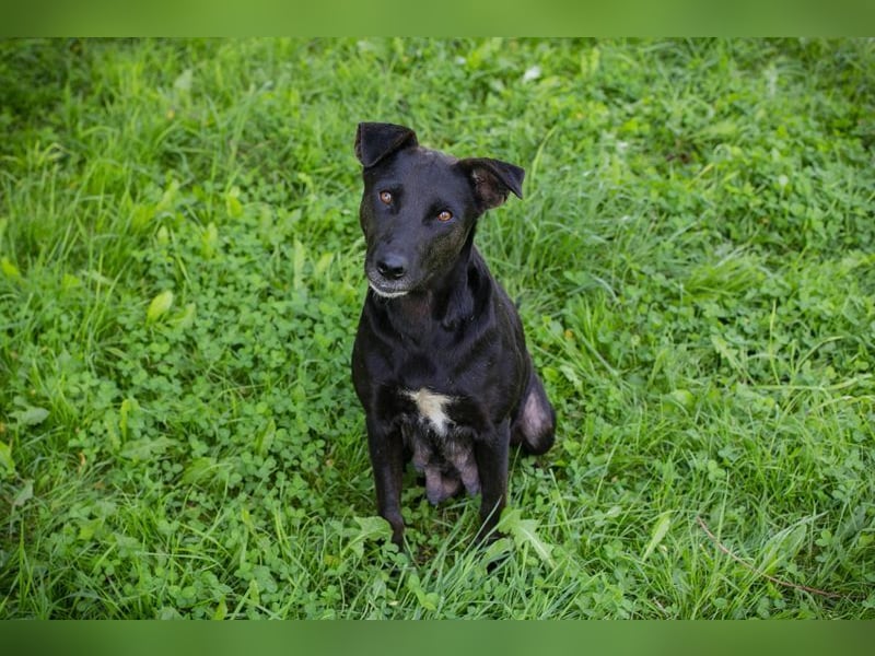 AVA - die freundliche Hündin liebt es, zu Kuscheln und kommt gut mit Artgenossen zurecht