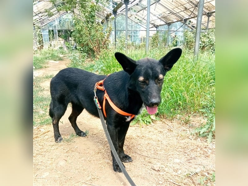 Ebby S191 ist ein liebes, entspanntes Hundemädchen