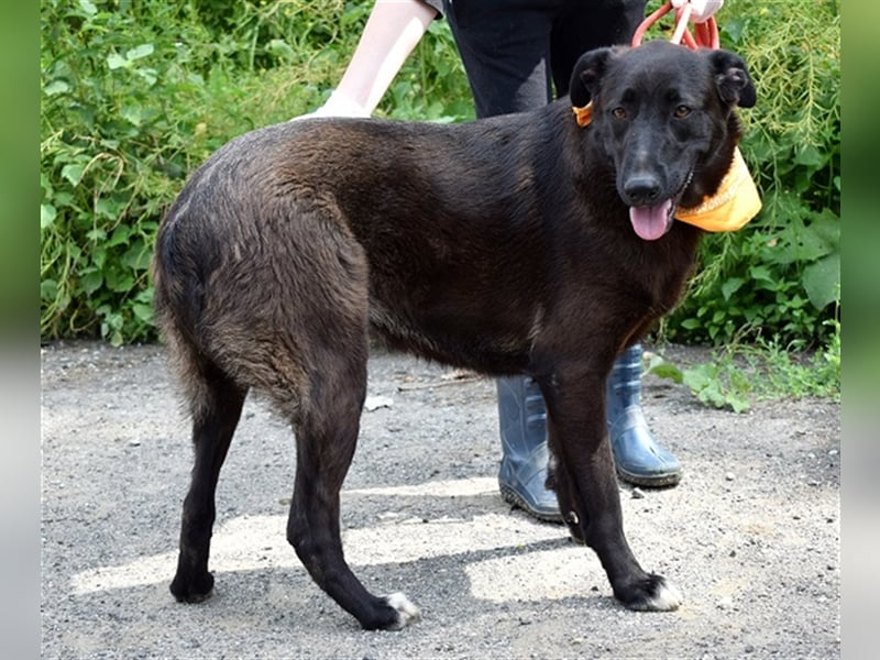 Hetty