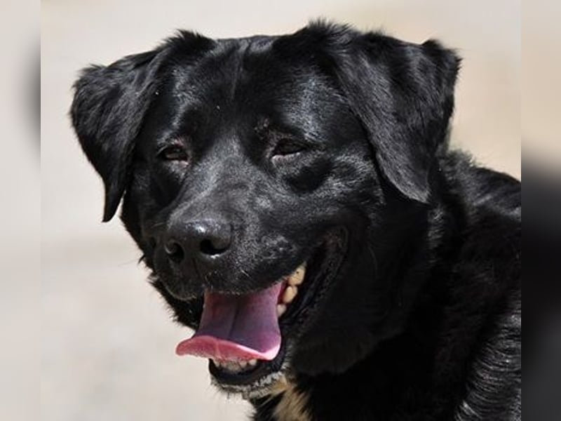 Dakota ist ausgeglichen und sanft