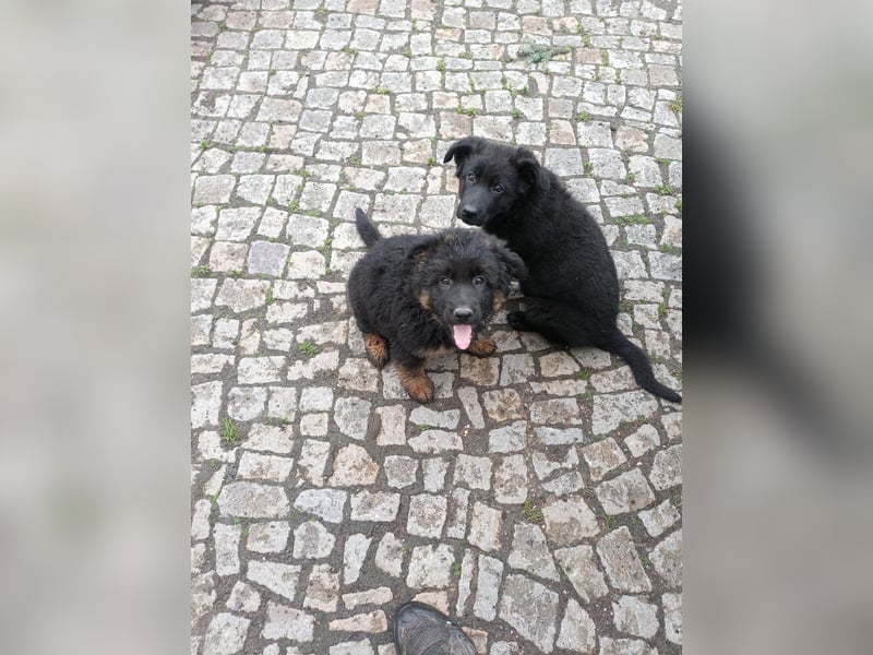 Schäferhund-Mischlingswelpen