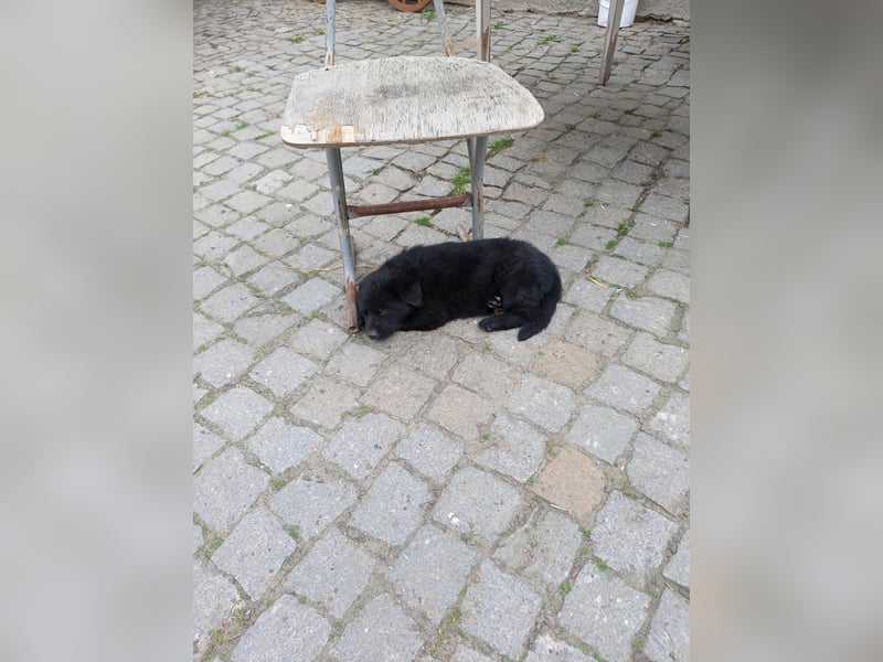 Schäferhund-Mischlingswelpen