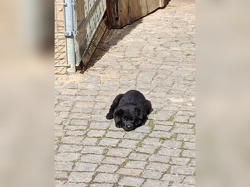 Schäferhund-Mischlingswelpen