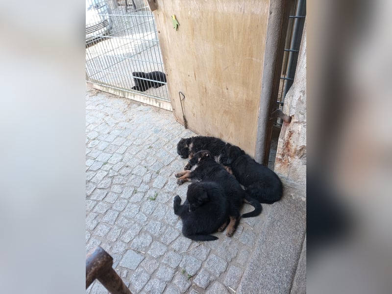Schäferhund-Mischlingswelpen