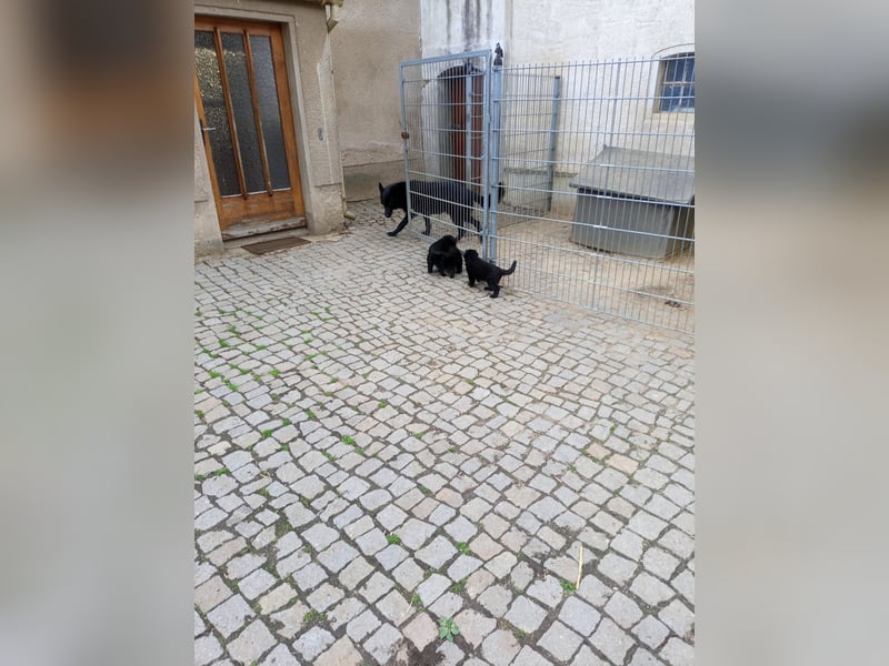 Schäferhund-Mischlingswelpen
