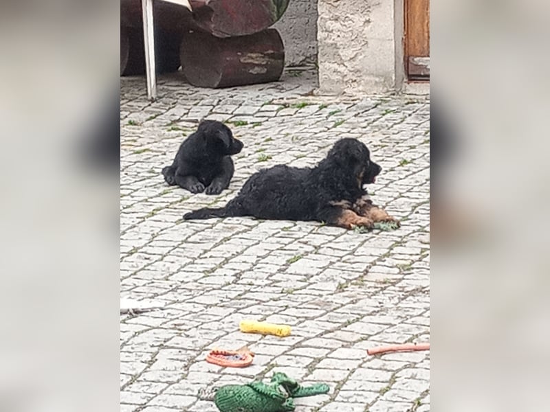 Schäferhund-Mischlingswelpen