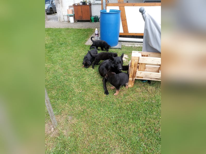 Schäferhund-Mischlingswelpen