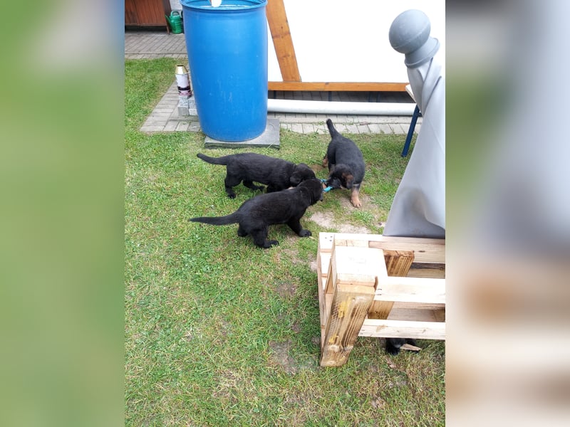 Schäferhund-Mischlingswelpen