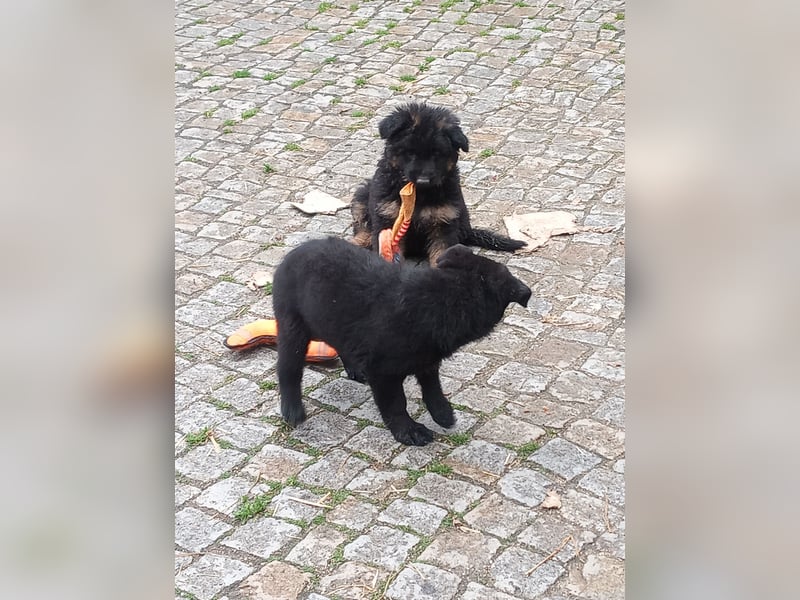 Schäferhund-Mischlingswelpen