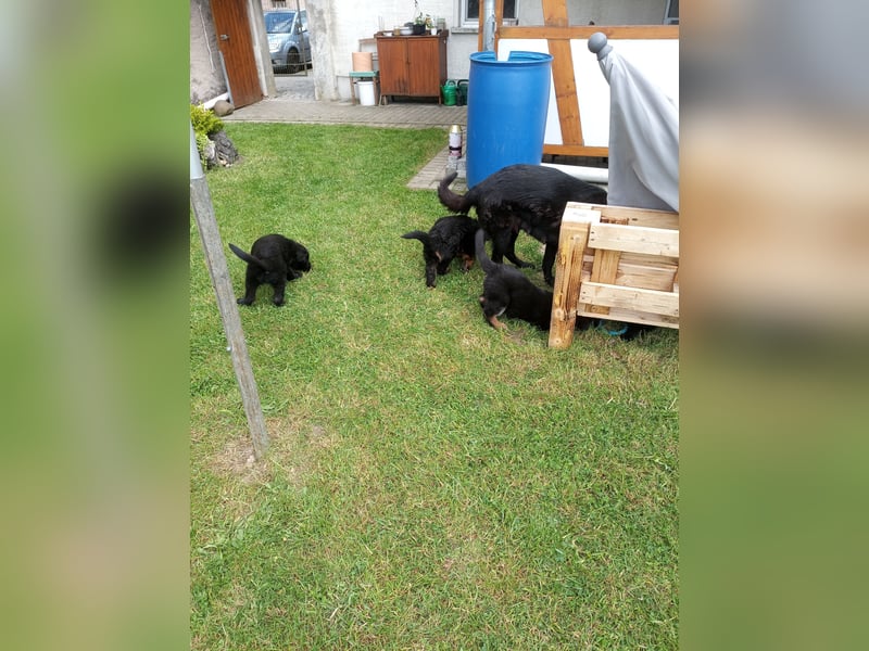 Schäferhund-Mischlingswelpen