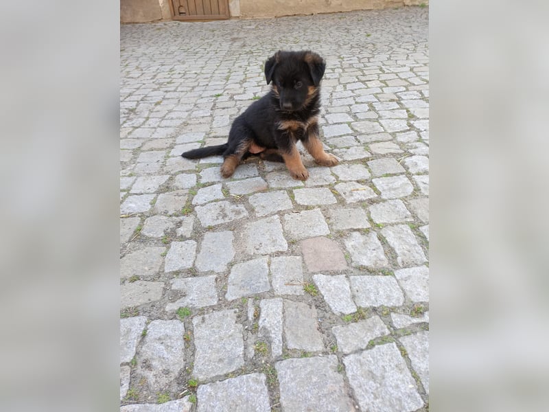Schäferhund-Mischlingswelpen