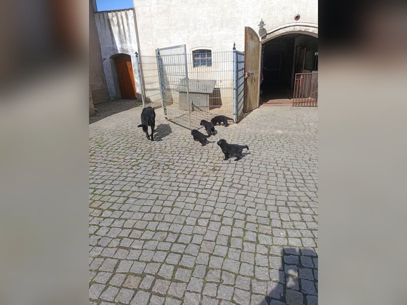 Schäferhund-Mischlingswelpen