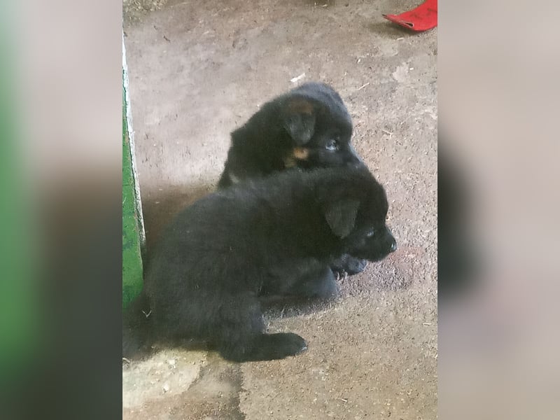Schäferhund-Mischlingswelpen