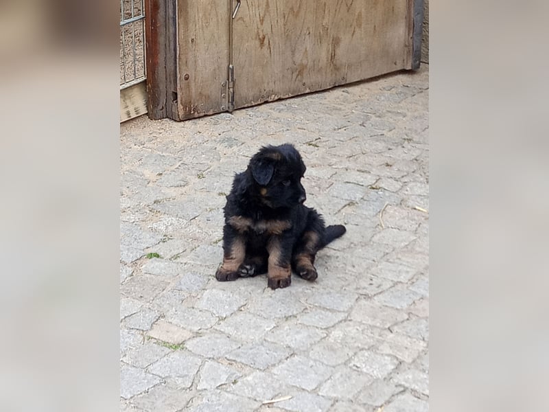 Schäferhund-Mischlingswelpen