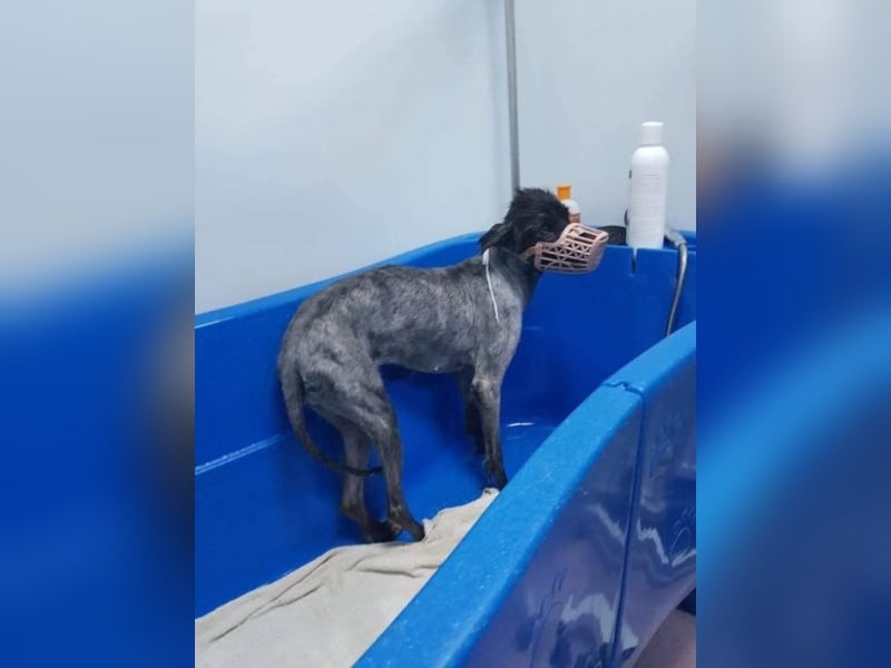 Merle, eine geschundene Seele sucht