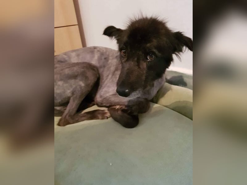 Merle, eine geschundene Seele sucht