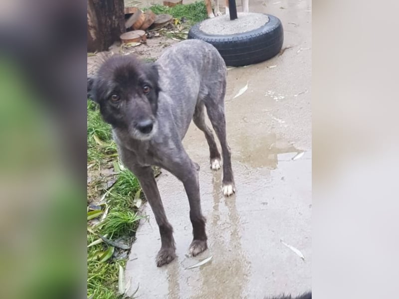 Merle, eine geschundene Seele sucht