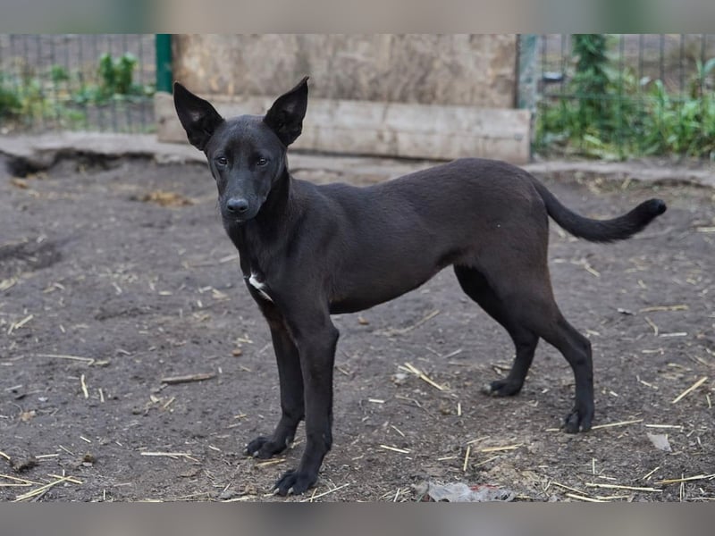 Sally❤️ -  liebes Hundemädchen sucht ihre Menschen