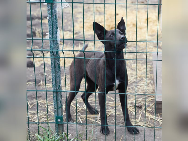 Sally❤️ -  liebes Hundemädchen sucht ihre Menschen