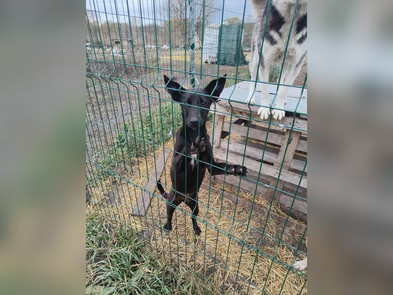 Sally❤️ -  liebes Hundemädchen sucht ihre Menschen