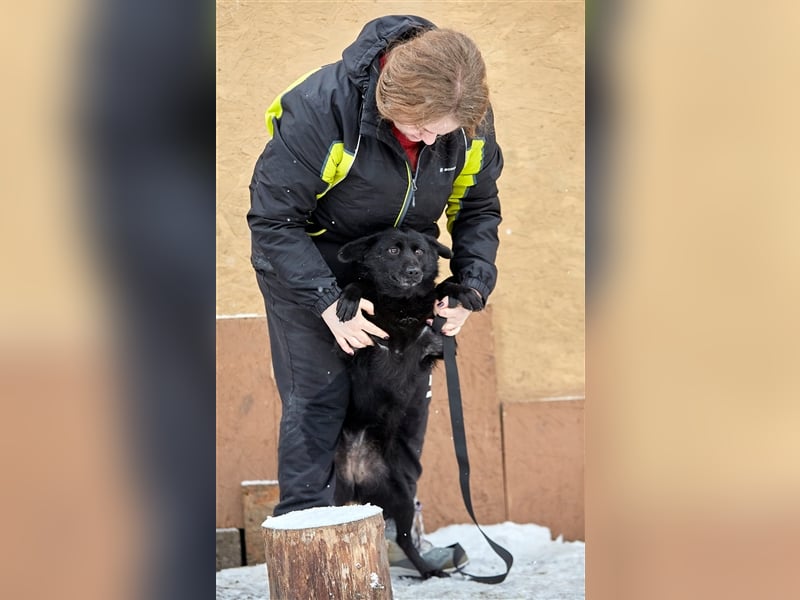 Absolute Traumhündin Cheburashka❤️sucht ihre Menschen