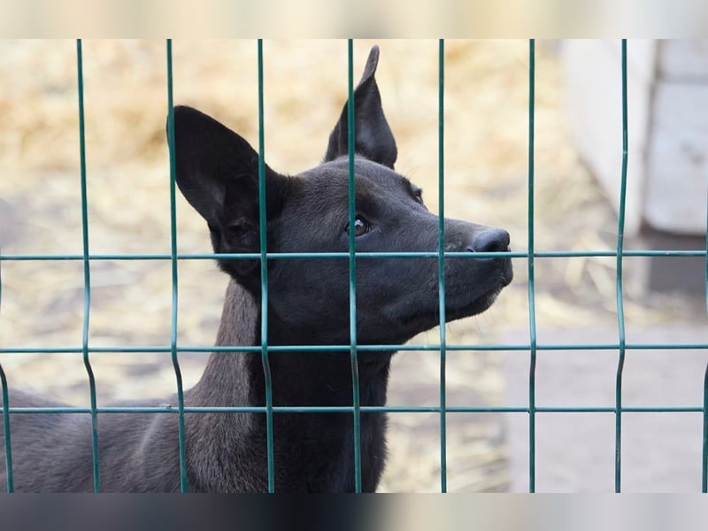 Sally❤️ -  liebes Hundemädchen sucht ihre Menschen