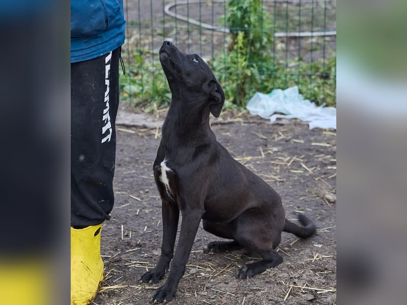 Sally❤️ -  liebes Hundemädchen sucht ihre Menschen