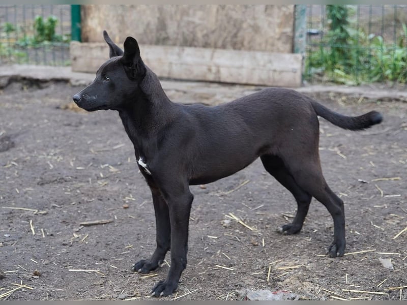 Sally❤️ -  liebes Hundemädchen sucht ihre Menschen