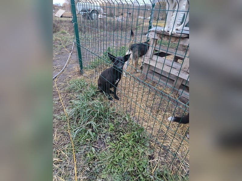 Sally❤️ -  liebes Hundemädchen sucht ihre Menschen