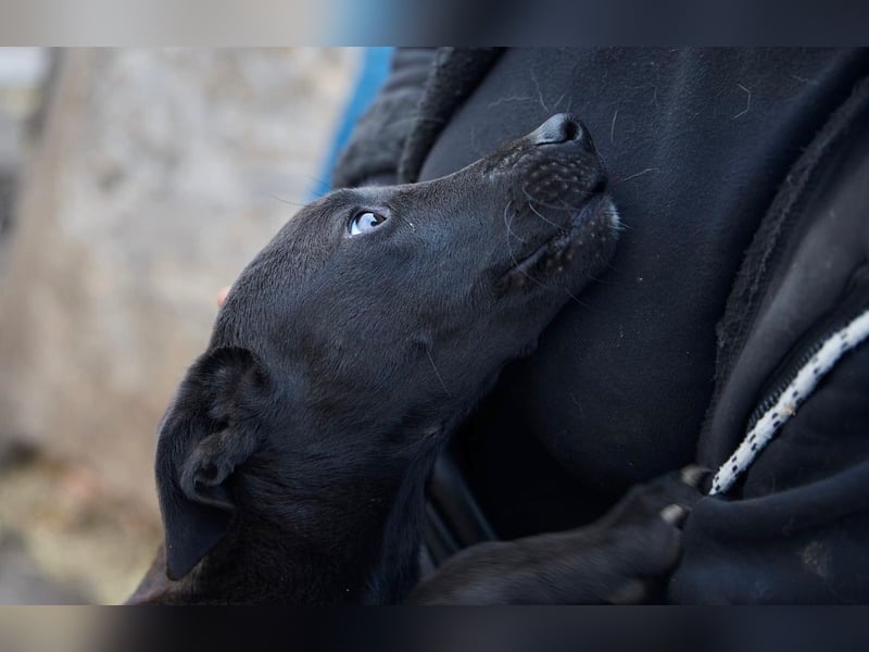 Sally❤️ -  liebes Hundemädchen sucht ihre Menschen