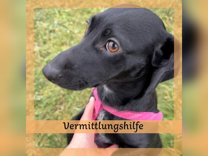 Vermittlungshilfe für Vesna ❤️